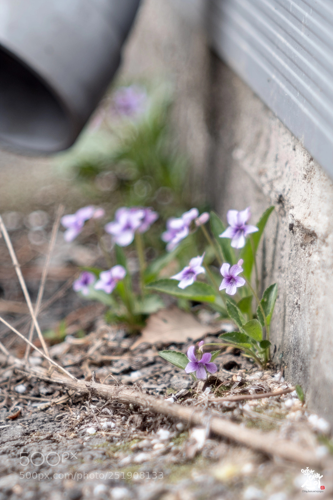 Fujifilm X-T2 sample photo. Spring flower photography