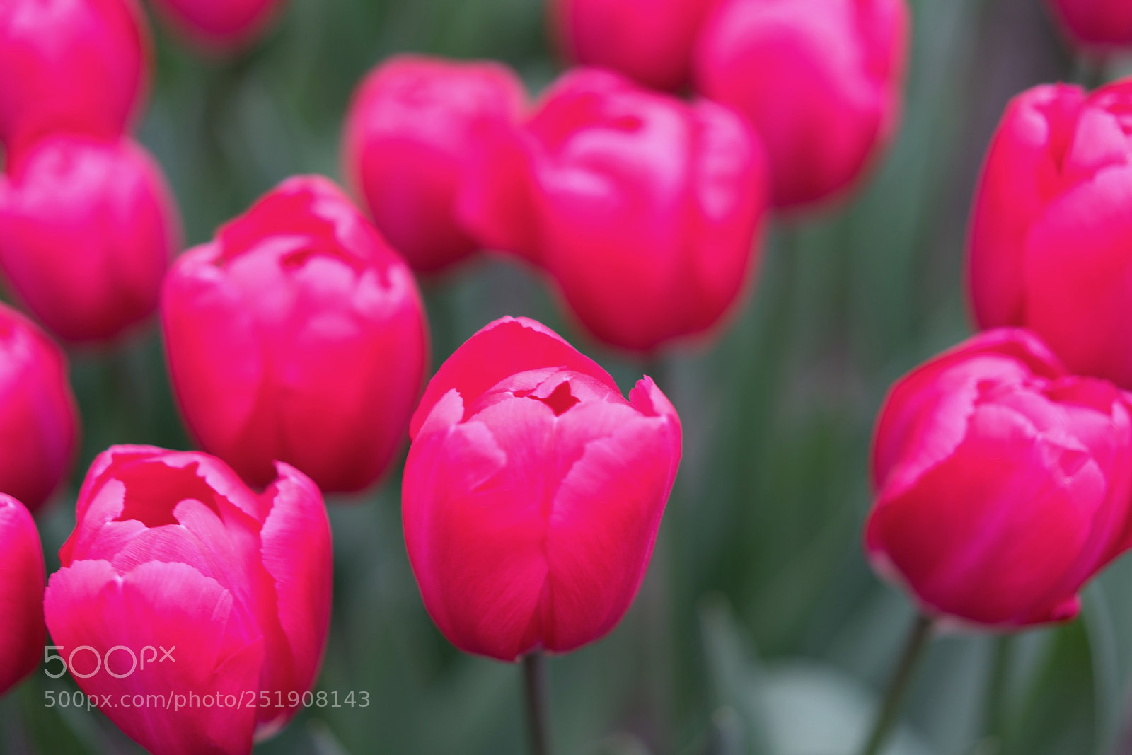 Sony a7R II sample photo. Tulips at keukenhof photography