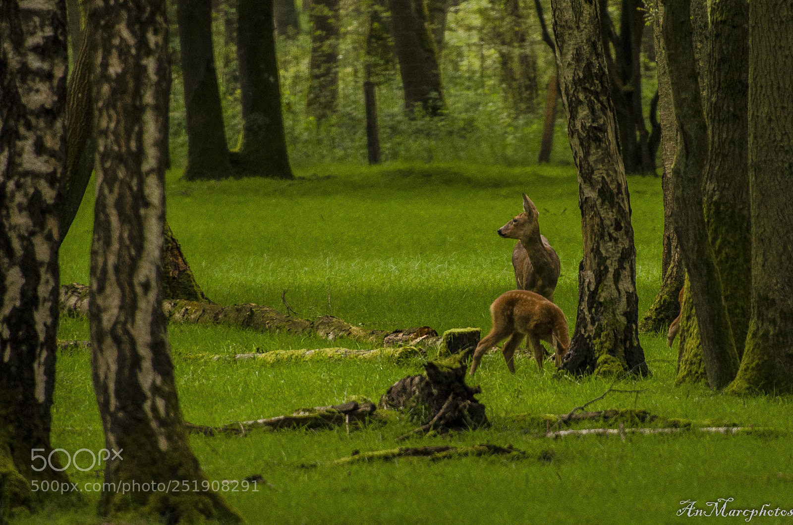 Nikon D7000 sample photo. Rambouillet () photography