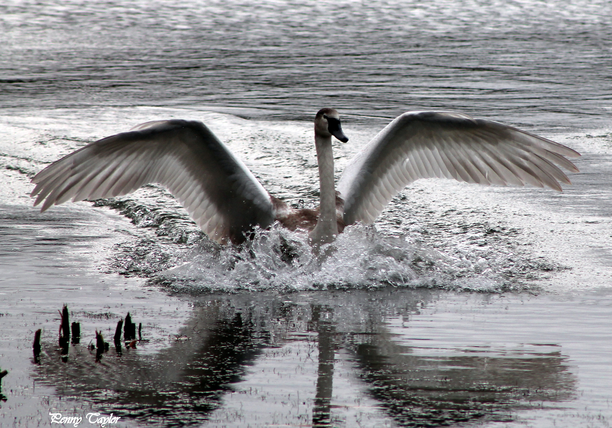 Canon EF 75-300mm f/4-5.6 sample photo. Coming into land .... photography