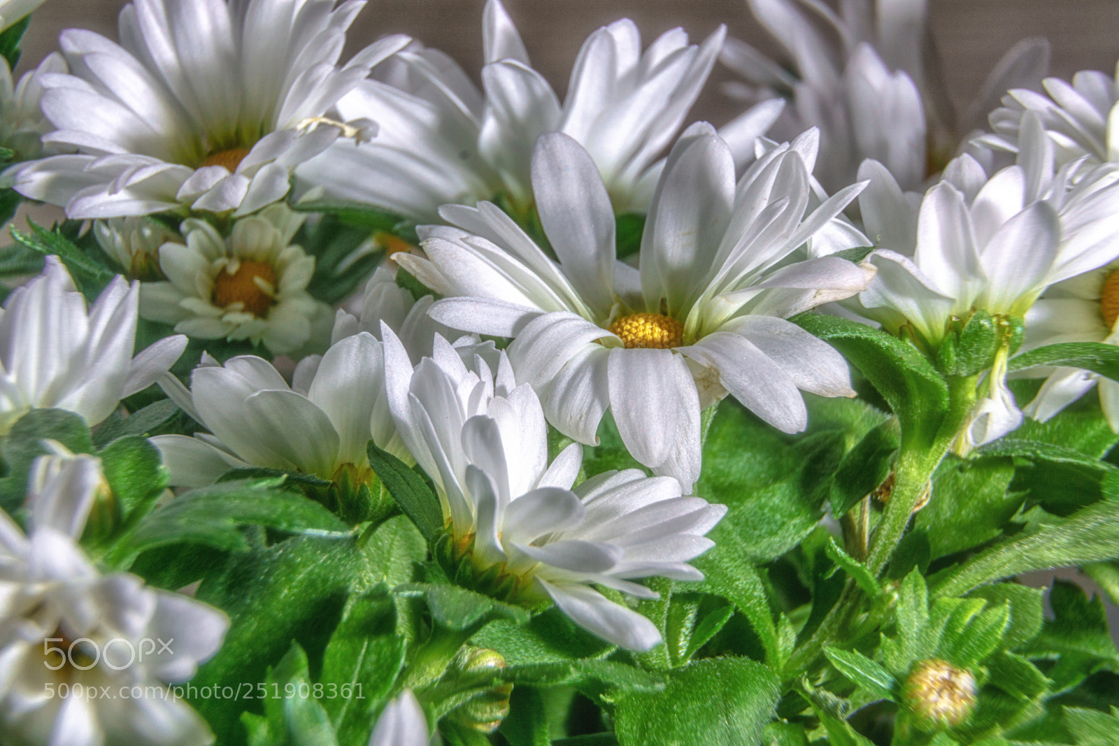 Sony a6000 sample photo. Margeriten photography