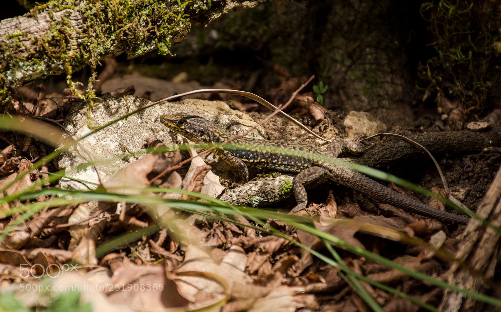 Nikon D7200 sample photo. Master of disguise photography