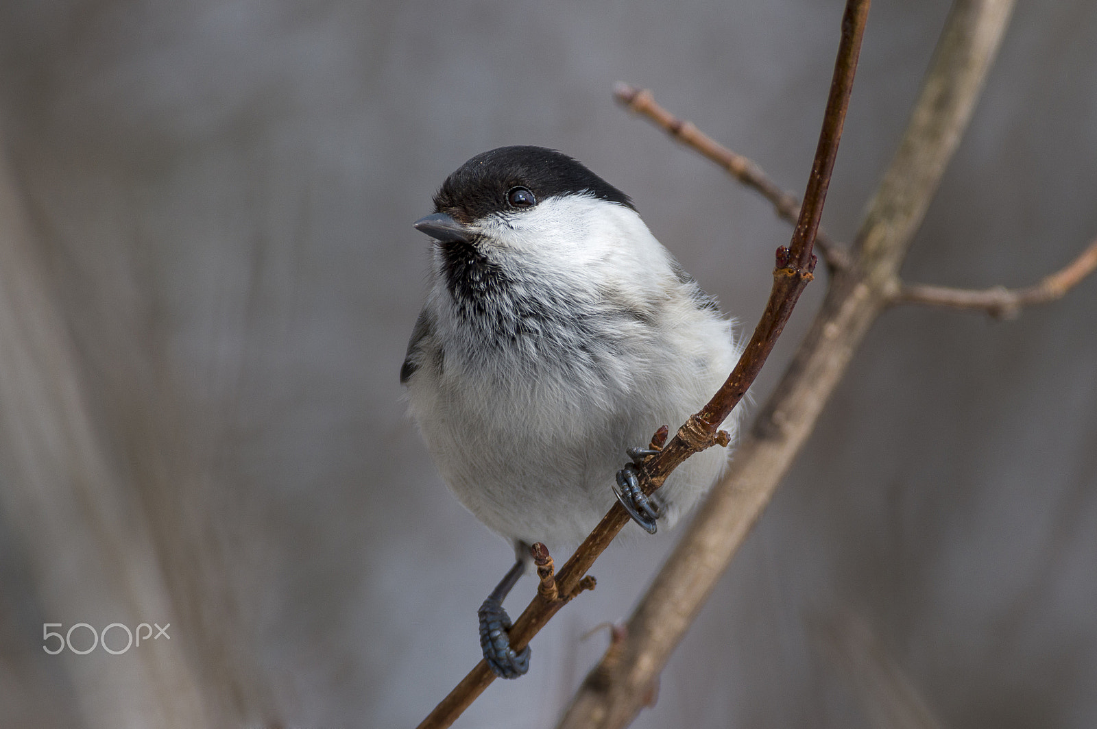 Pentax KP sample photo. Willow tit photography