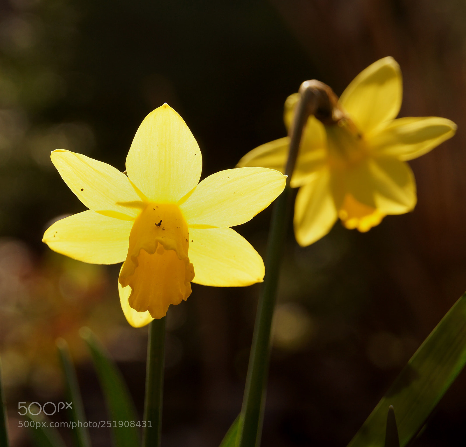 Sony SLT-A65 (SLT-A65V) sample photo. Backlighted daffodil photography