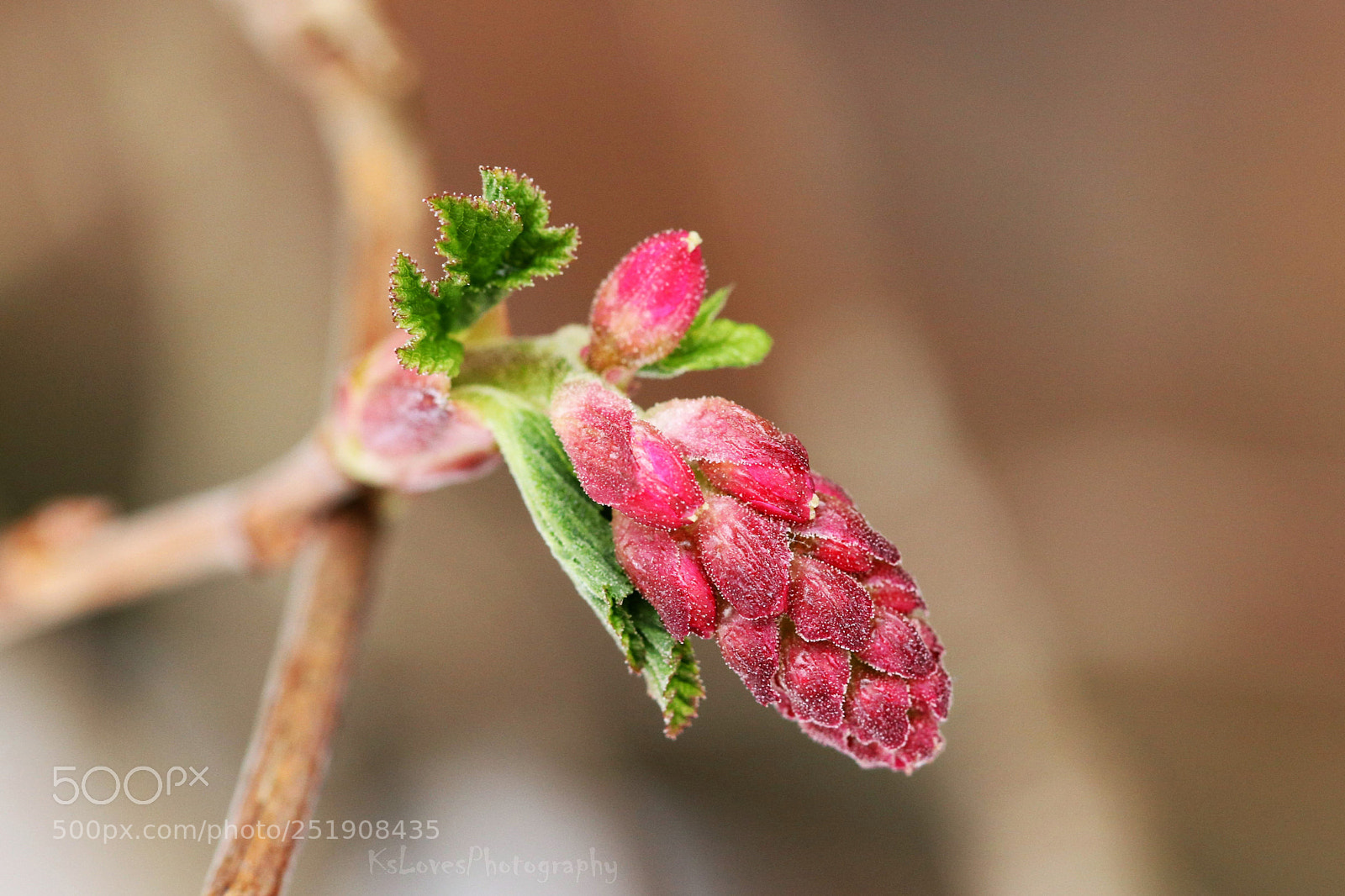 Canon EOS 80D sample photo. New bloom photography
