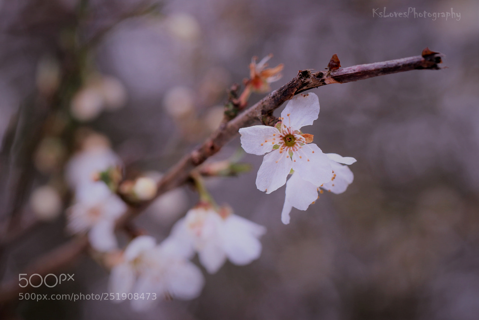 Canon EOS 80D sample photo. Blossom photography
