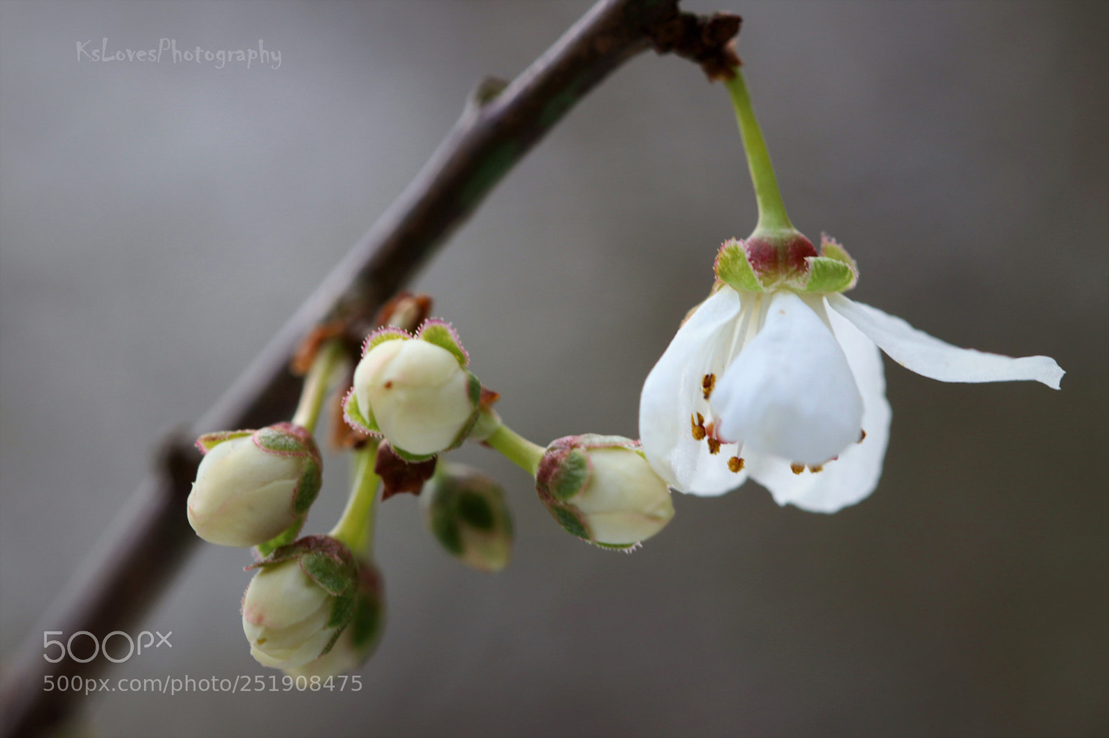 Canon EOS 80D sample photo. Untitled photography