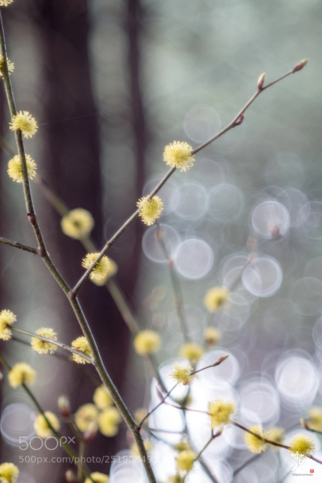 Fujifilm X-T2 sample photo. Bokeh and flower photography