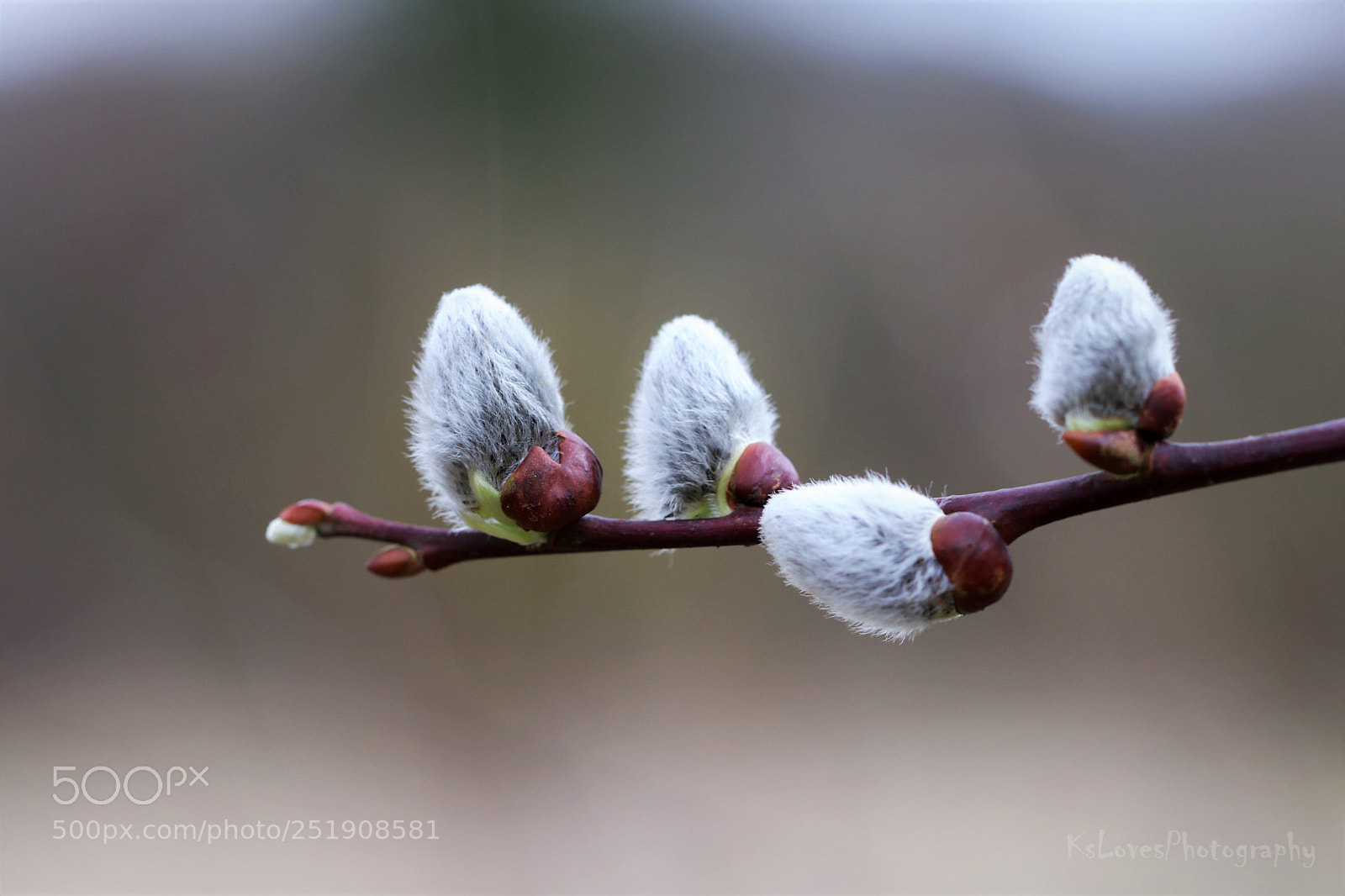 Canon EOS 80D sample photo. Fuzzy photography