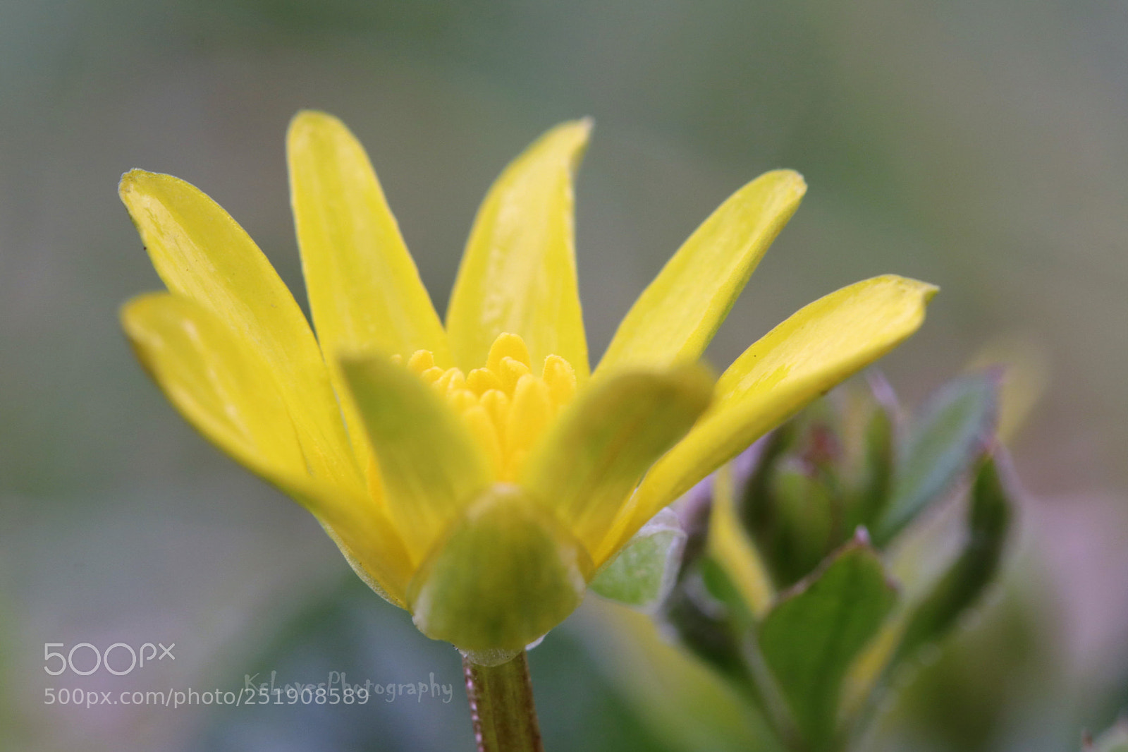 Canon EOS 80D sample photo. Yellow photography