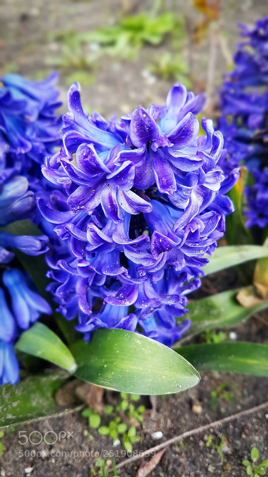 Samsung Galaxy S7 Edge sample photo. Spring is in the photography