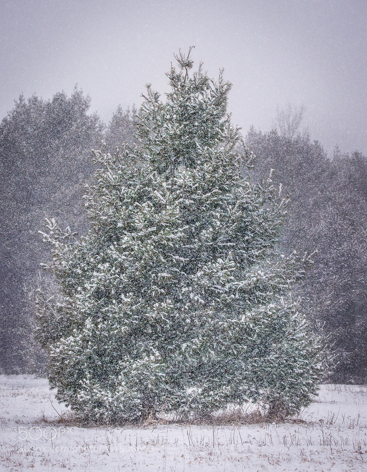 Nikon D610 sample photo. Spring snow photography