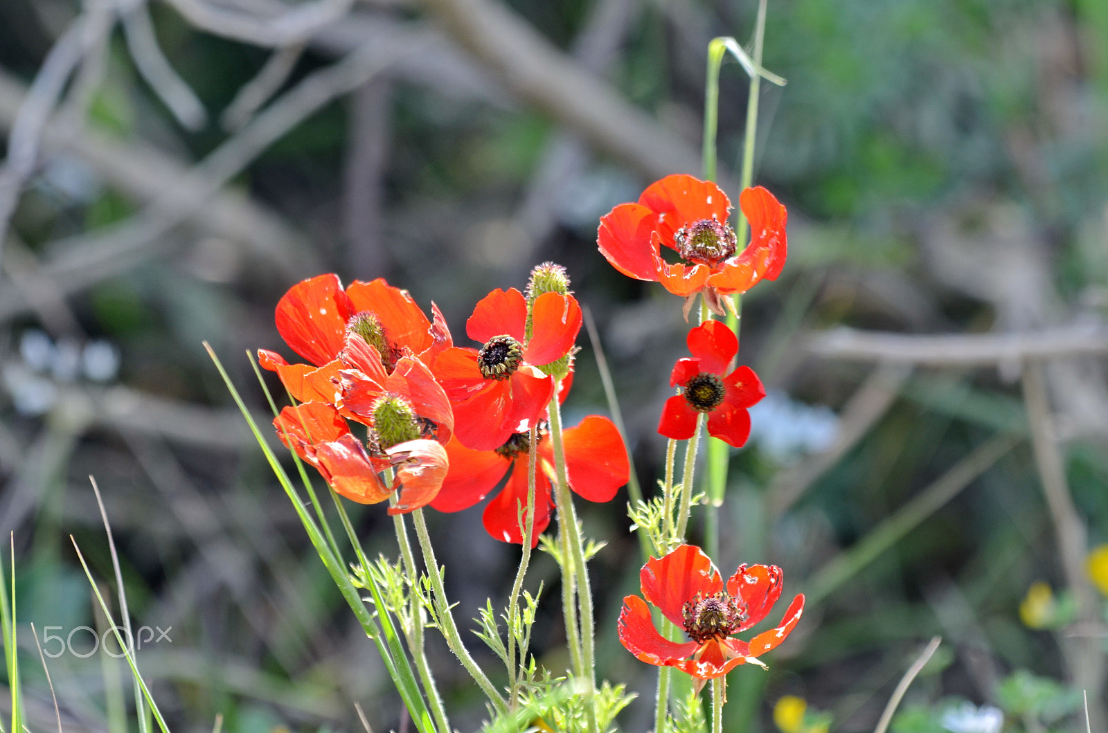 Nikon AF-S Nikkor 200-500mm F5.6E ED VR sample photo. Anemones photography
