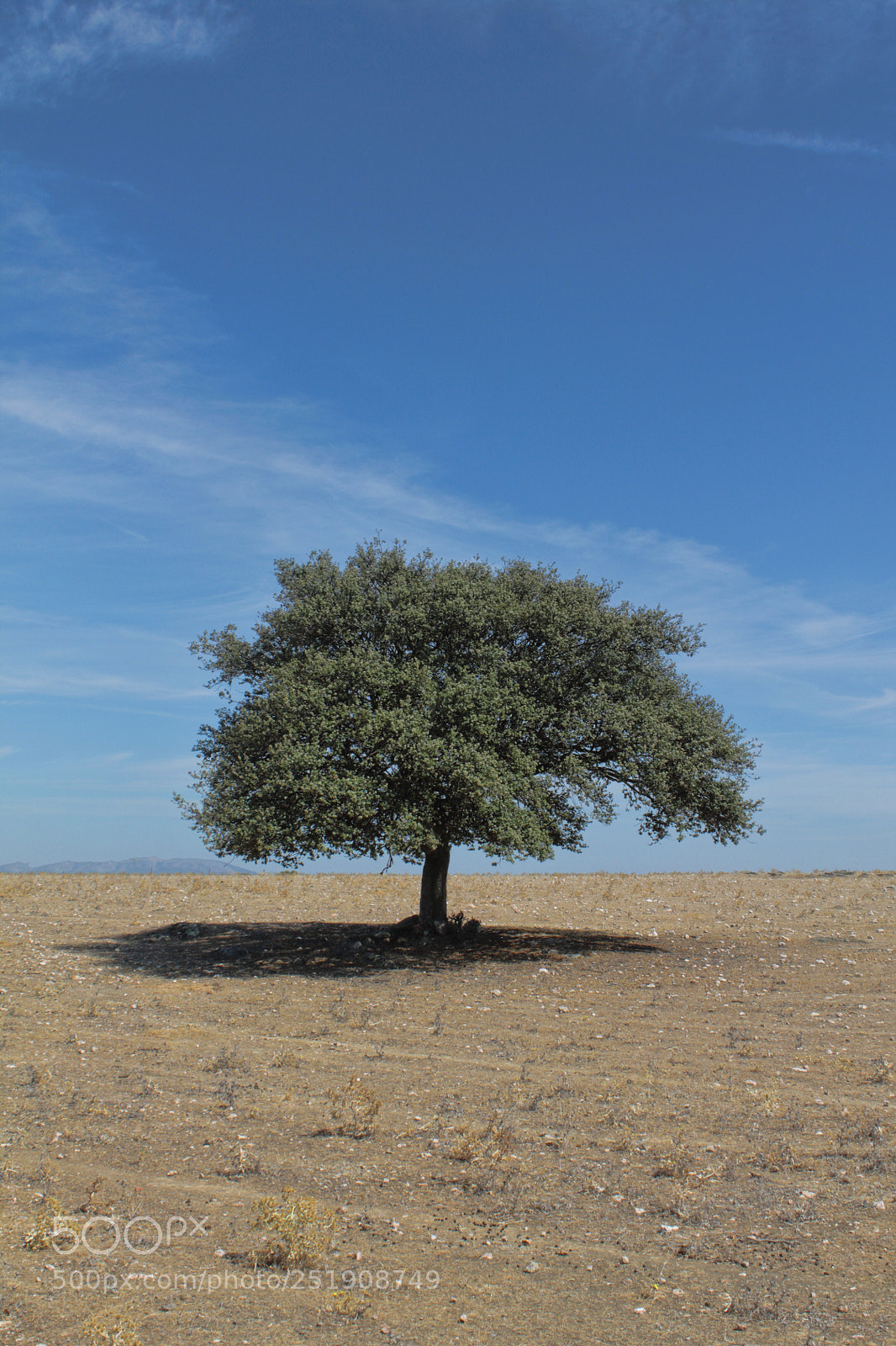 Canon EOS 1100D (EOS Rebel T3 / EOS Kiss X50) sample photo. Isolated tree on a photography