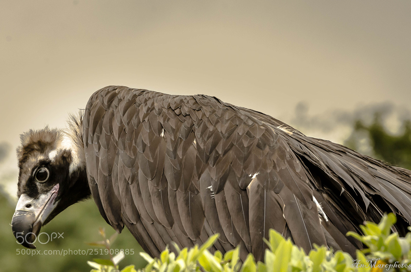 Nikon D7000 sample photo. Rambouillet () photography