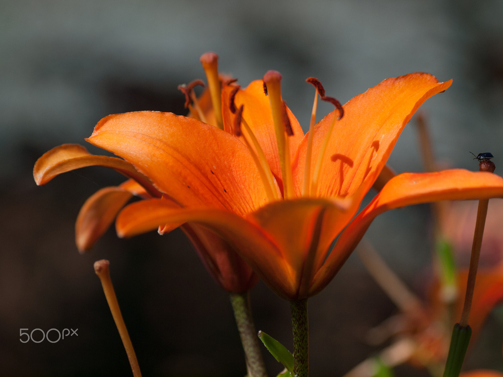 Olympus E-620 (EVOLT E-620) sample photo. Soft with shadows photography