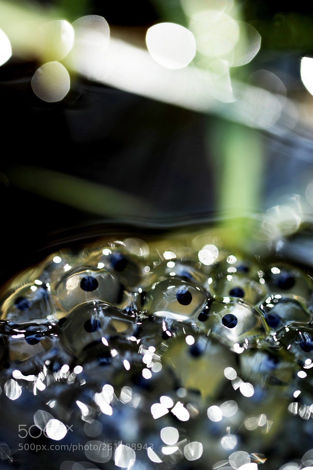 Nikon D700 sample photo. Frogumentary i photography