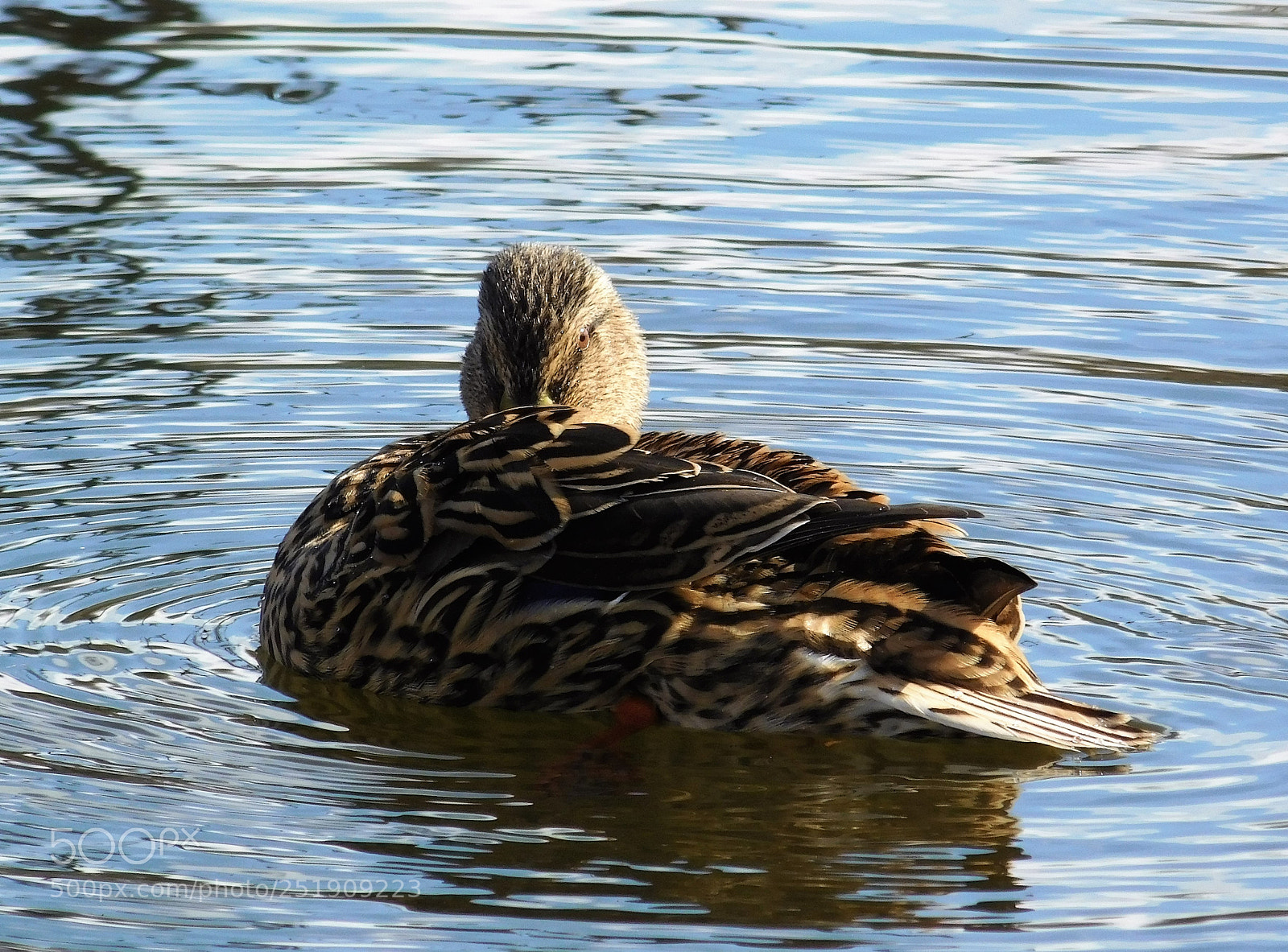 Nikon Coolpix L840 sample photo. Untitled photography