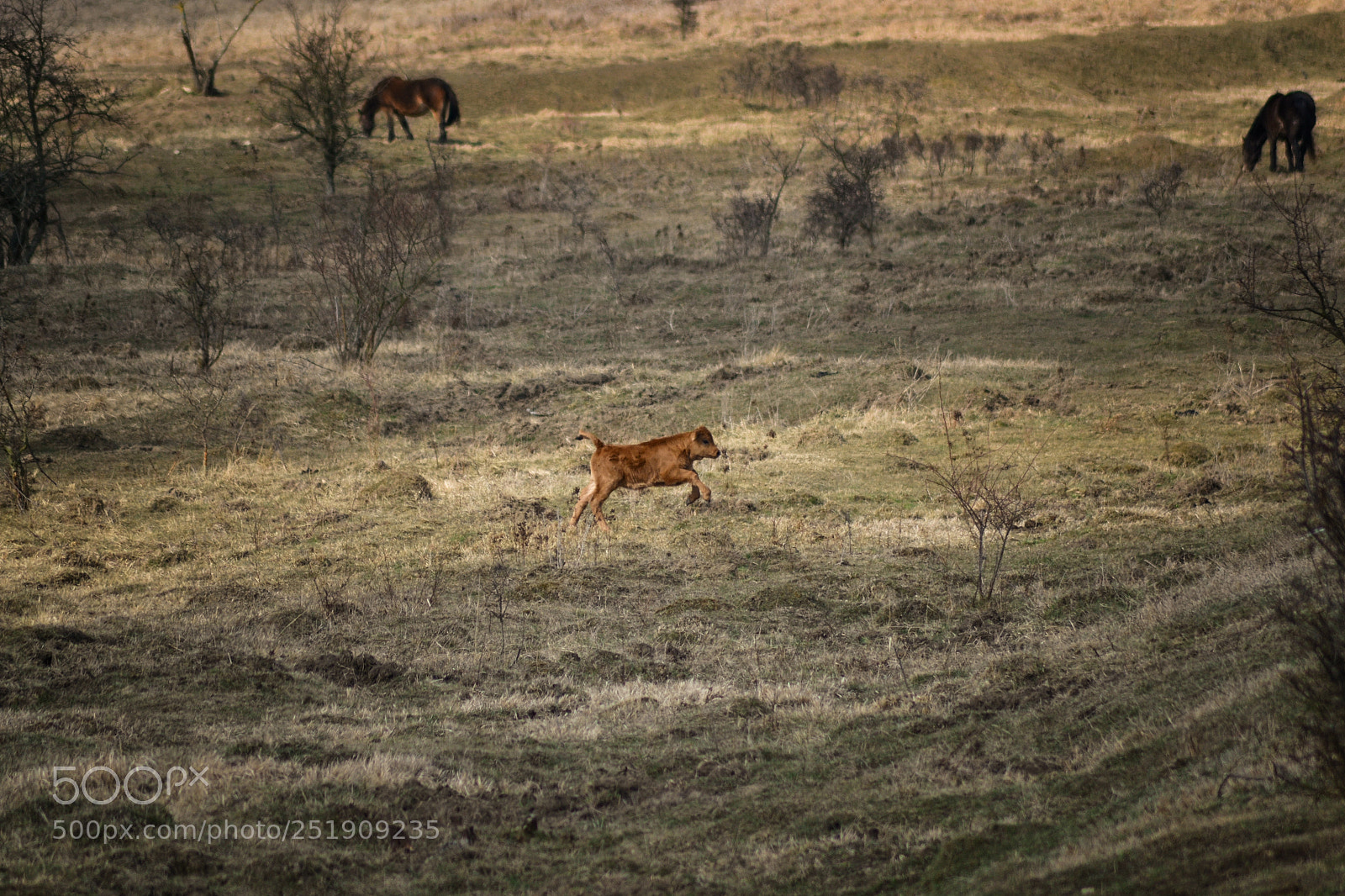 Nikon D3100 sample photo. Running baby cow photography