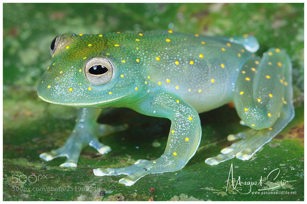 Canon EOS M5 sample photo. Slope-snouted glass frog or photography