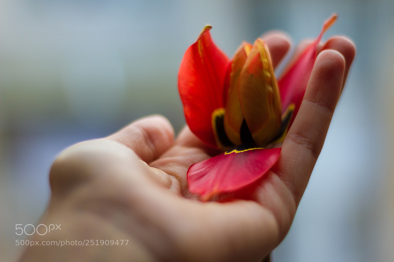 Canon EOS 7D sample photo. A little flower photography