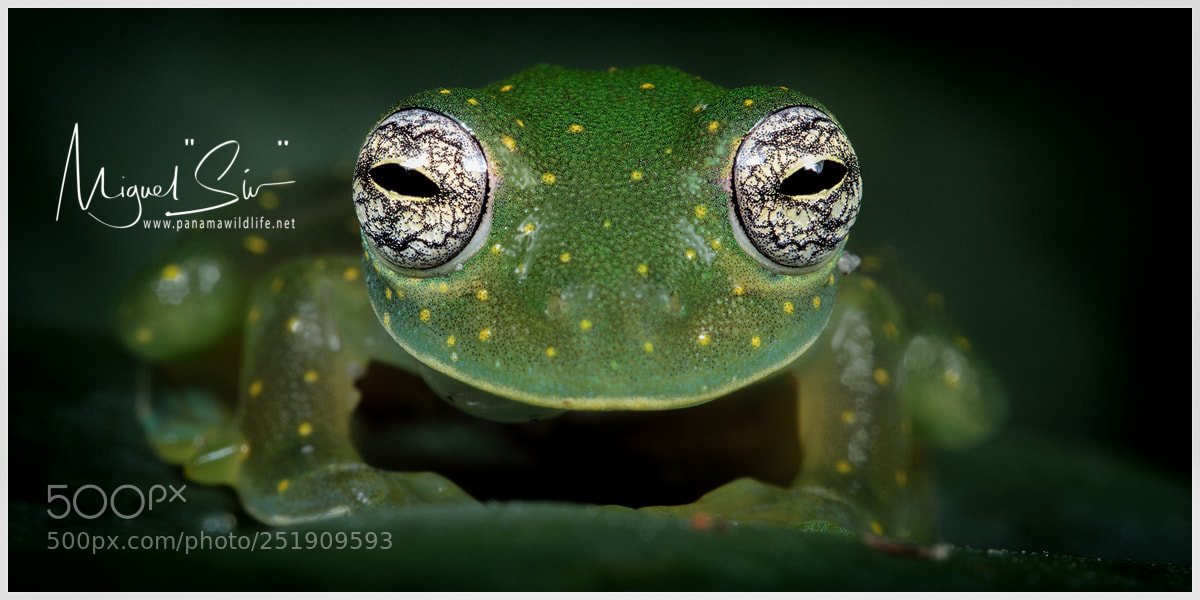 Canon EOS M5 sample photo. Cascade glass frog or photography