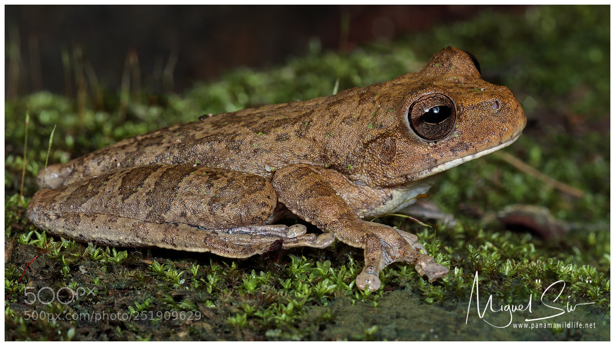 Canon EOS M5 sample photo. Panama cross-banded treefrog or photography