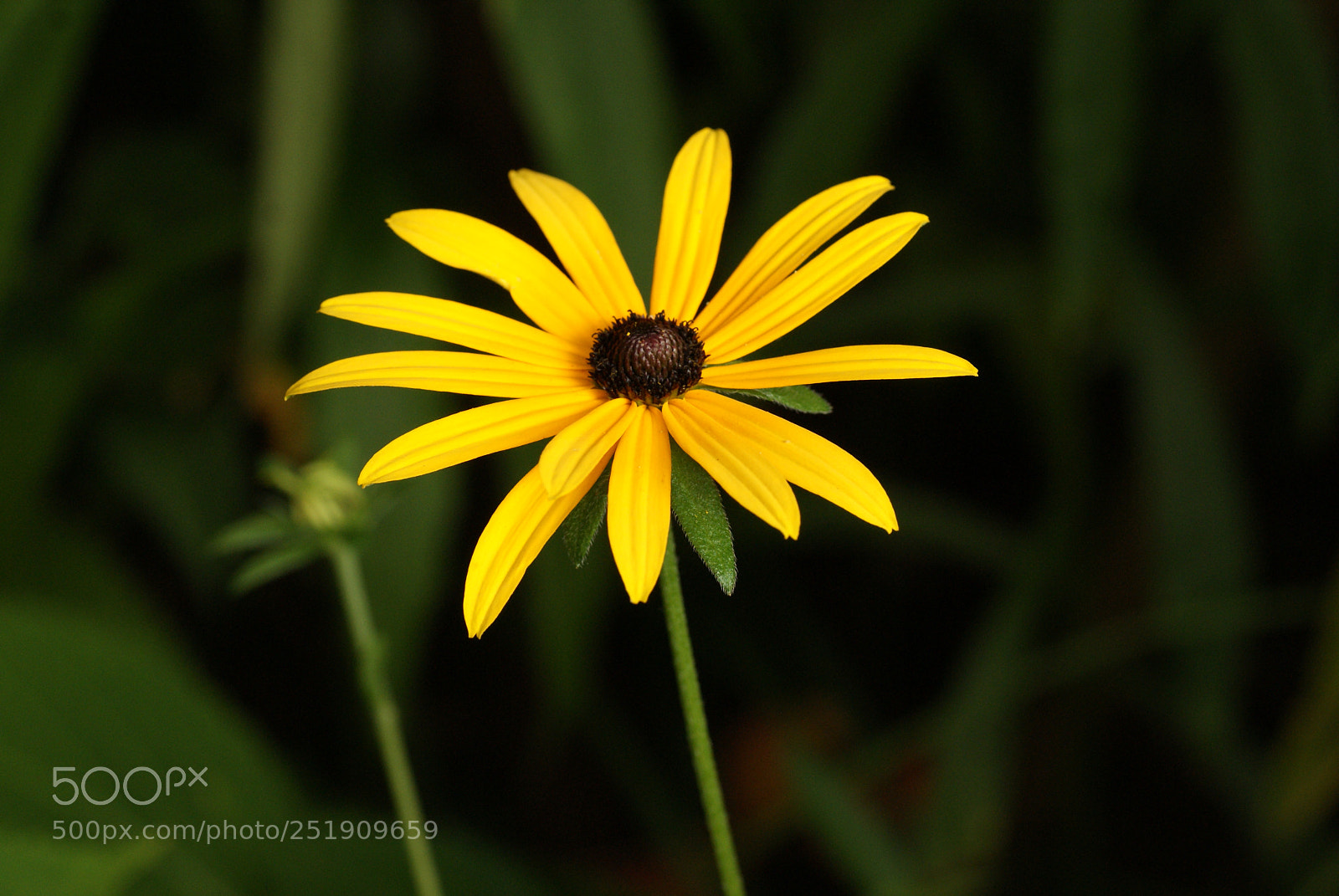 Sony Alpha DSLR-A200 sample photo. Yellow flowers photography