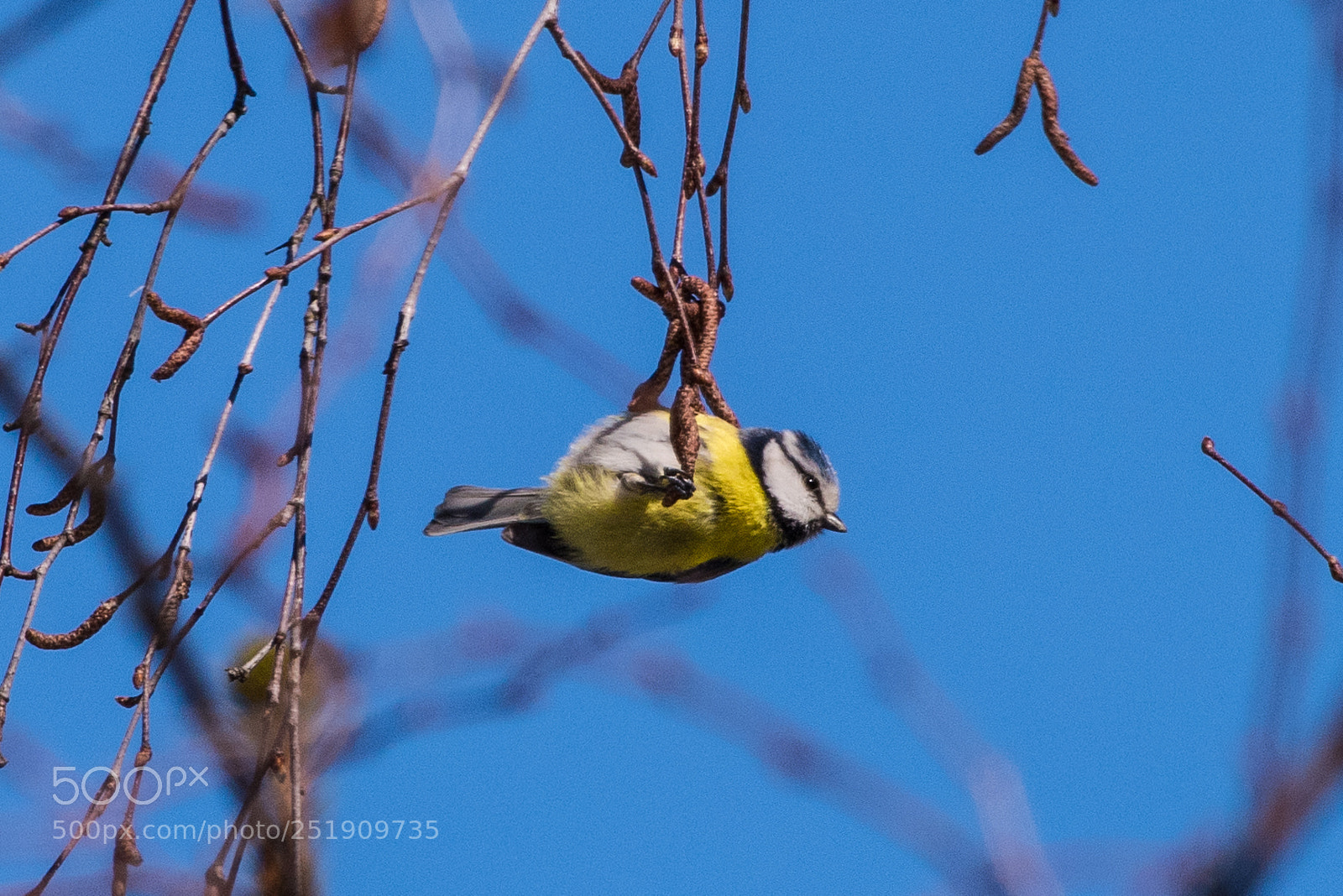 Nikon D810 sample photo. Frühling photography