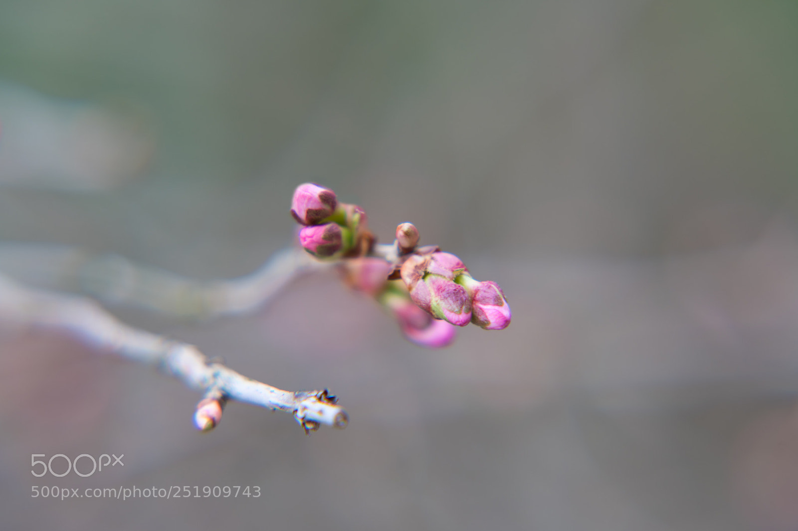 Nikon D850 sample photo. Japanese flowering cherry photography