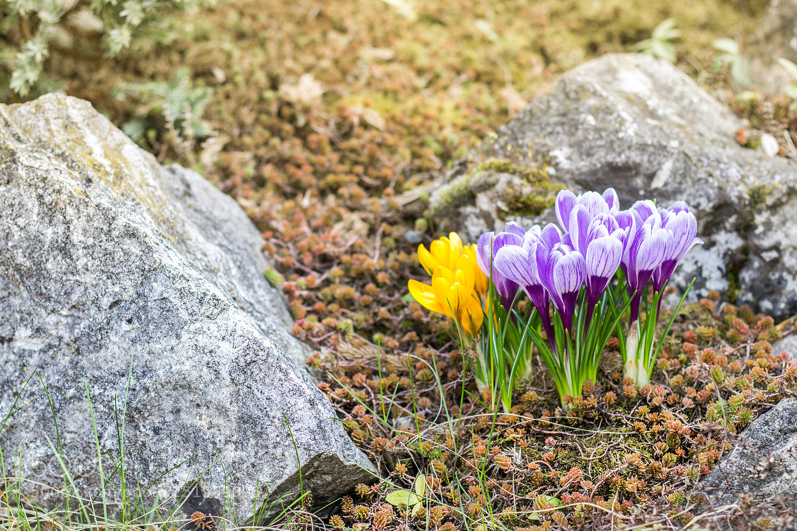Canon EOS 70D sample photo. Wild crocus photography