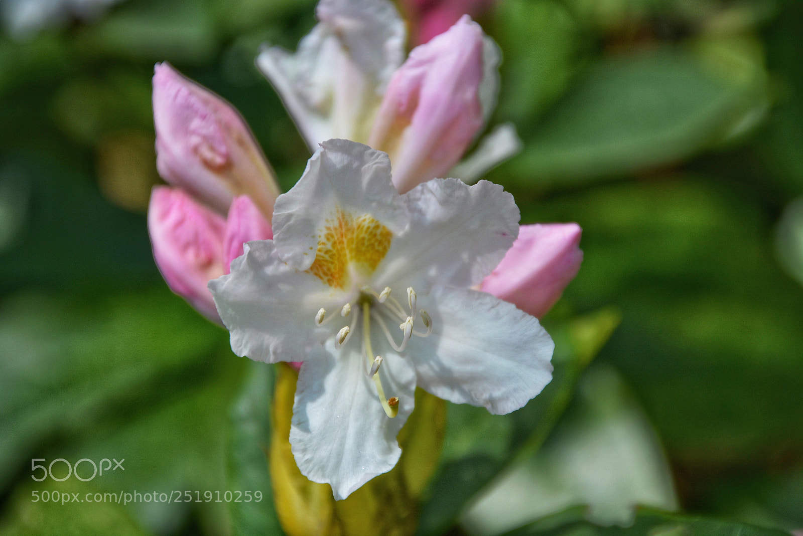 Nikon D5200 sample photo. Flower photography