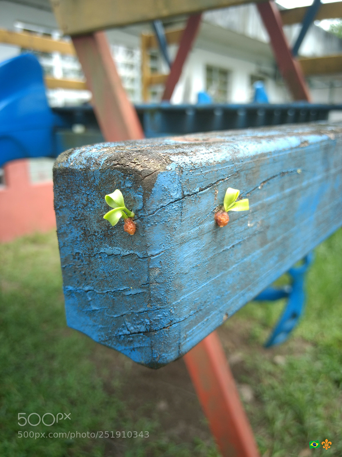 Motorola Moto G (4) sample photo. Little tree photography