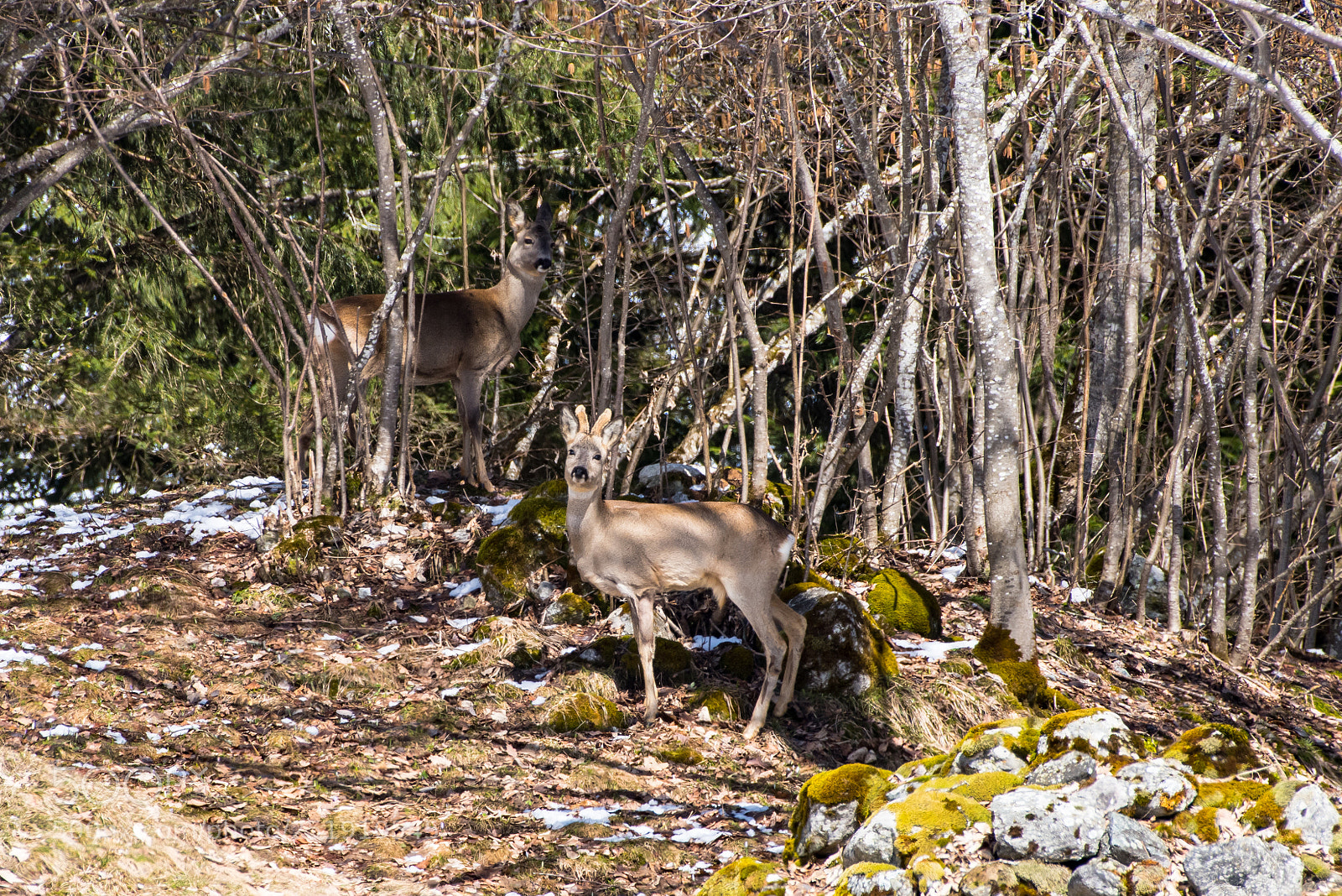 Nikon D810 sample photo. Camouflaged photography