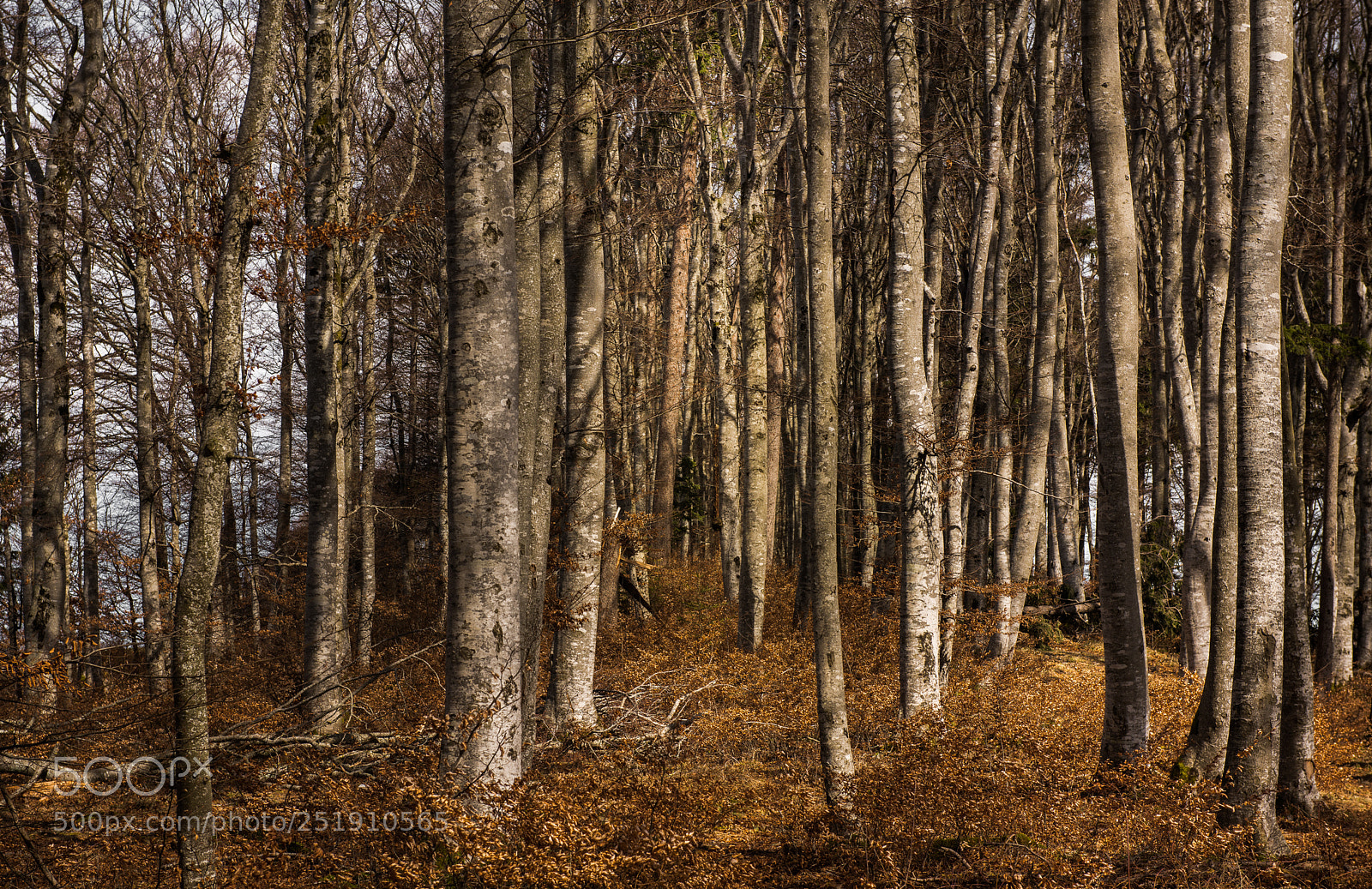 Nikon D810 sample photo. In the forest ii photography