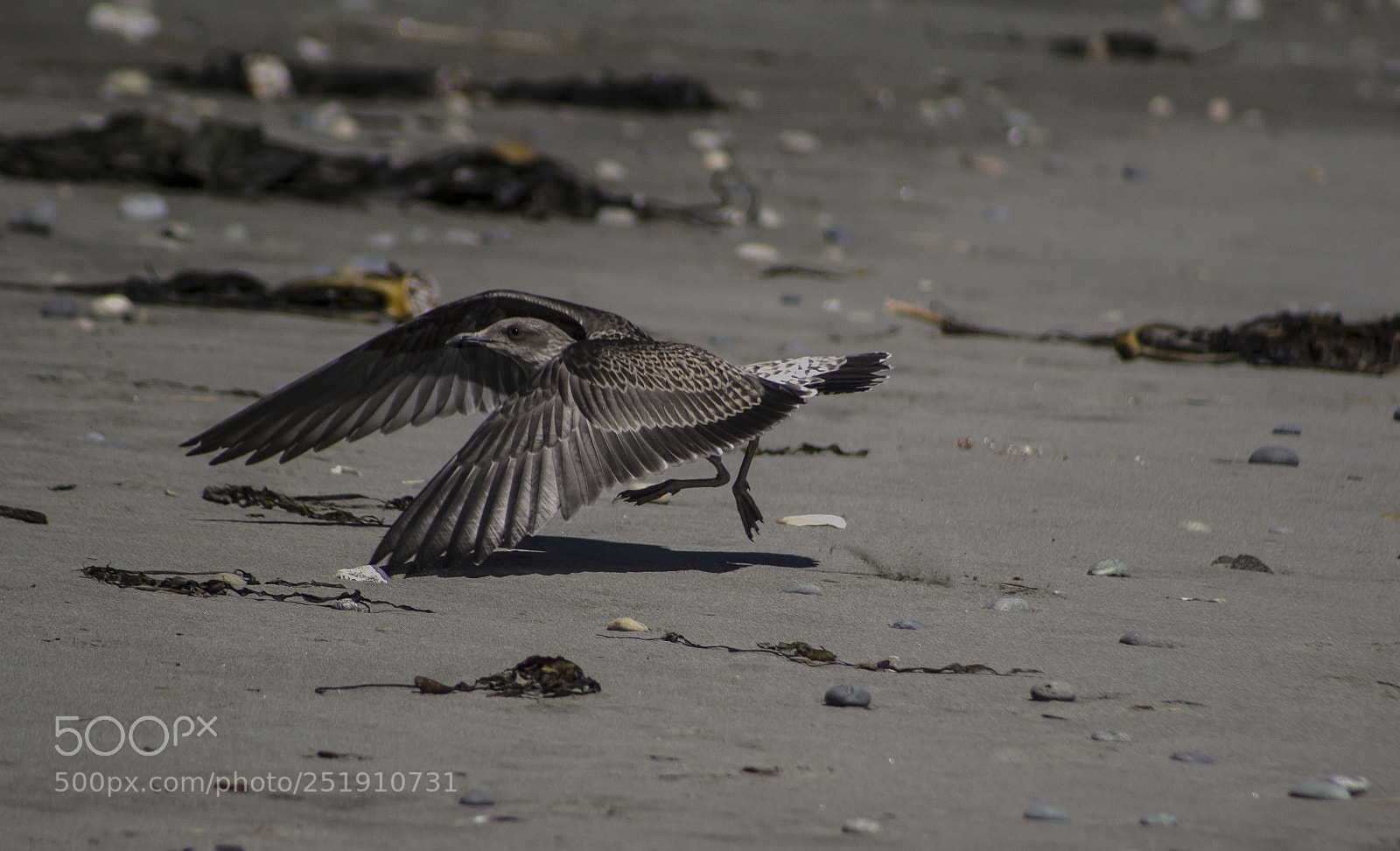 Canon EOS 1200D (EOS Rebel T5 / EOS Kiss X70 / EOS Hi) sample photo. Gaviota (larus dominicanus) photography