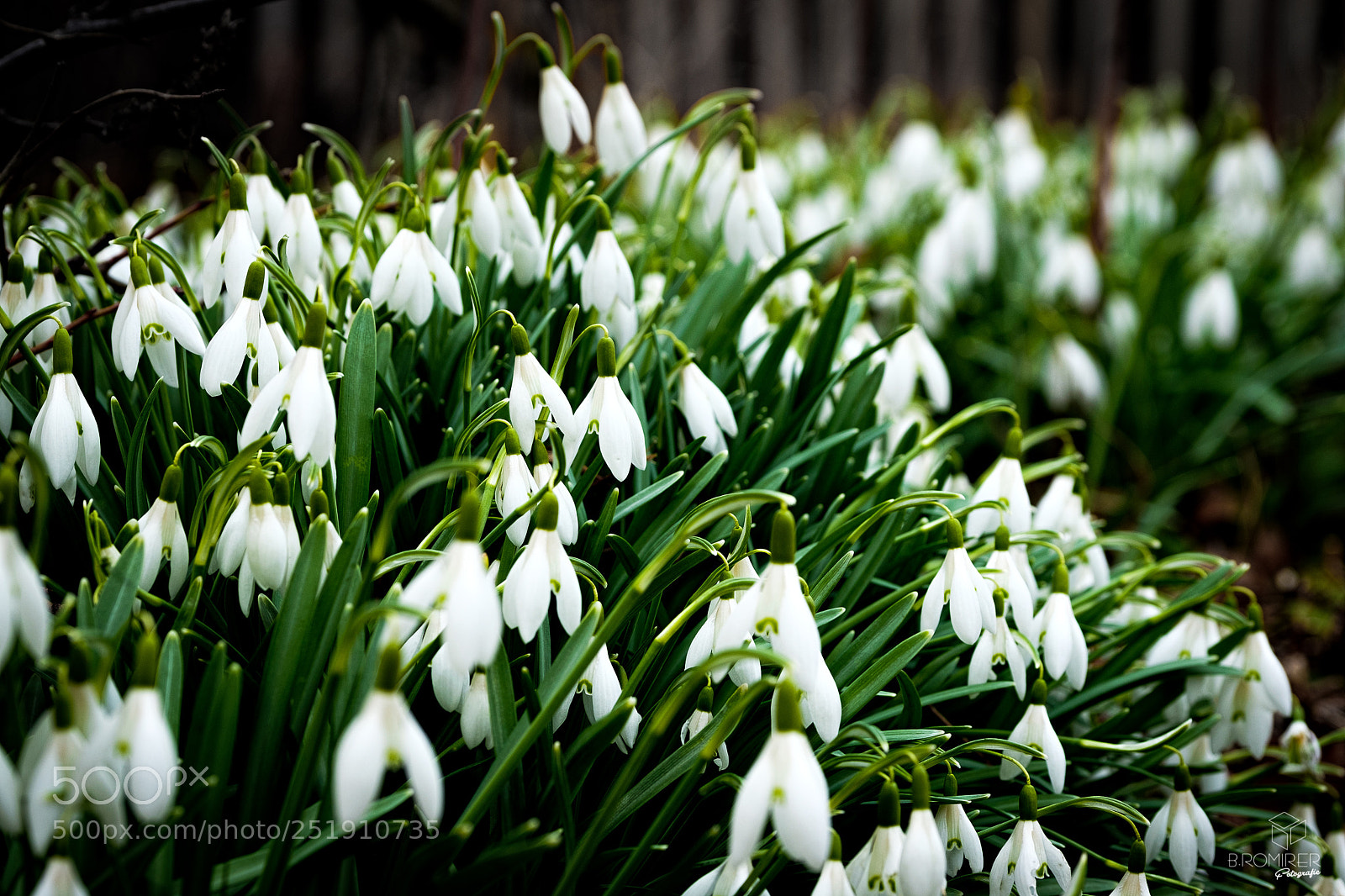 Fujifilm X-T2 sample photo. Snowdrops photography