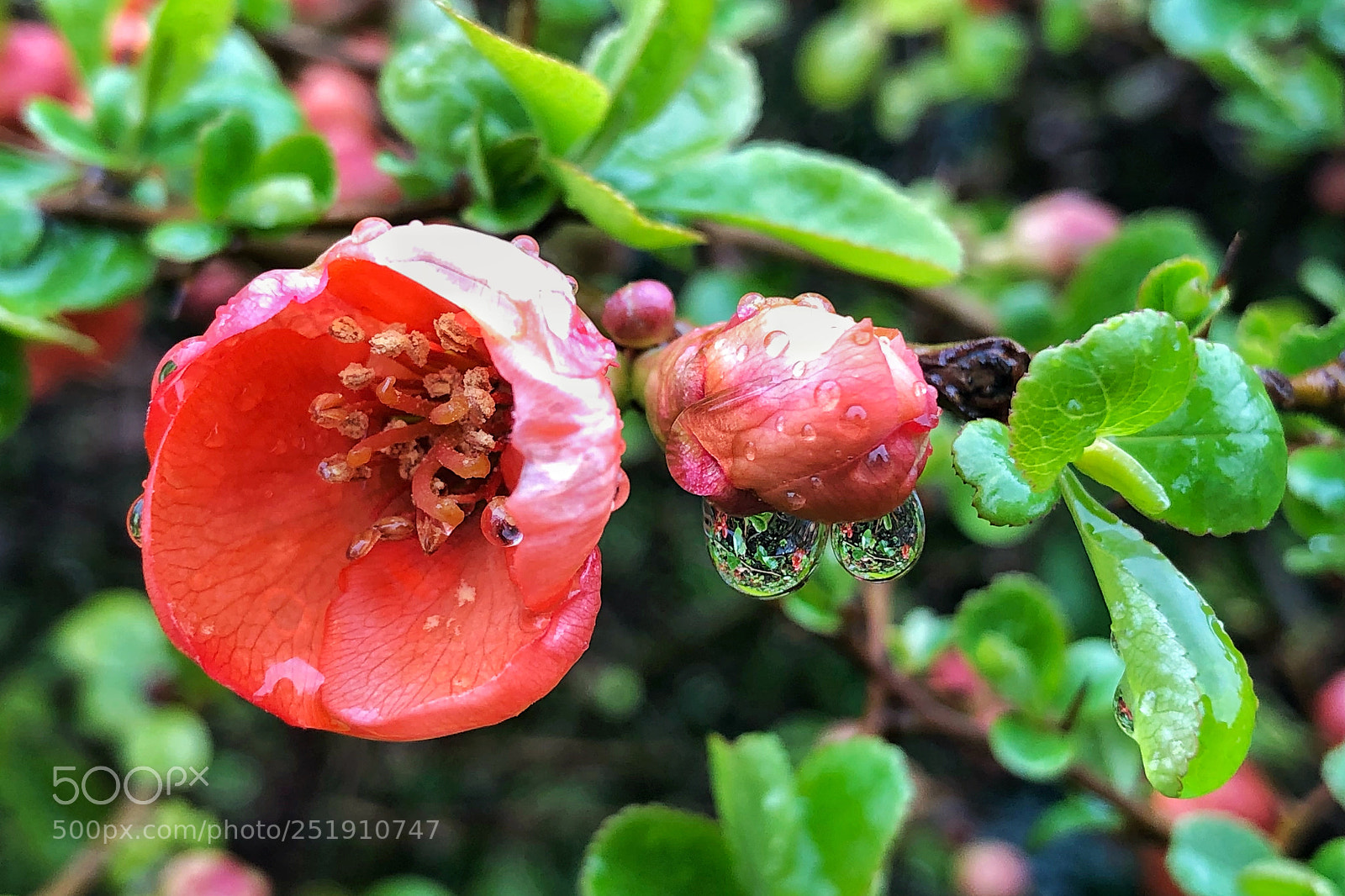 Apple iPhone 8 Plus sample photo. World in beads photography