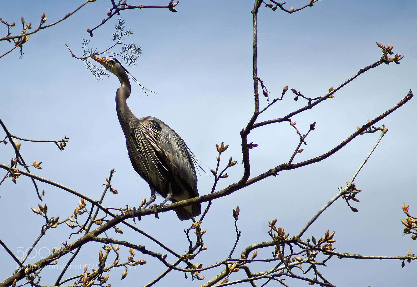 Sony SLT-A77 sample photo. Blue heron photography