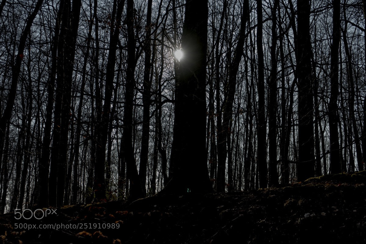 Sony a7 II sample photo. 27 /365  photography