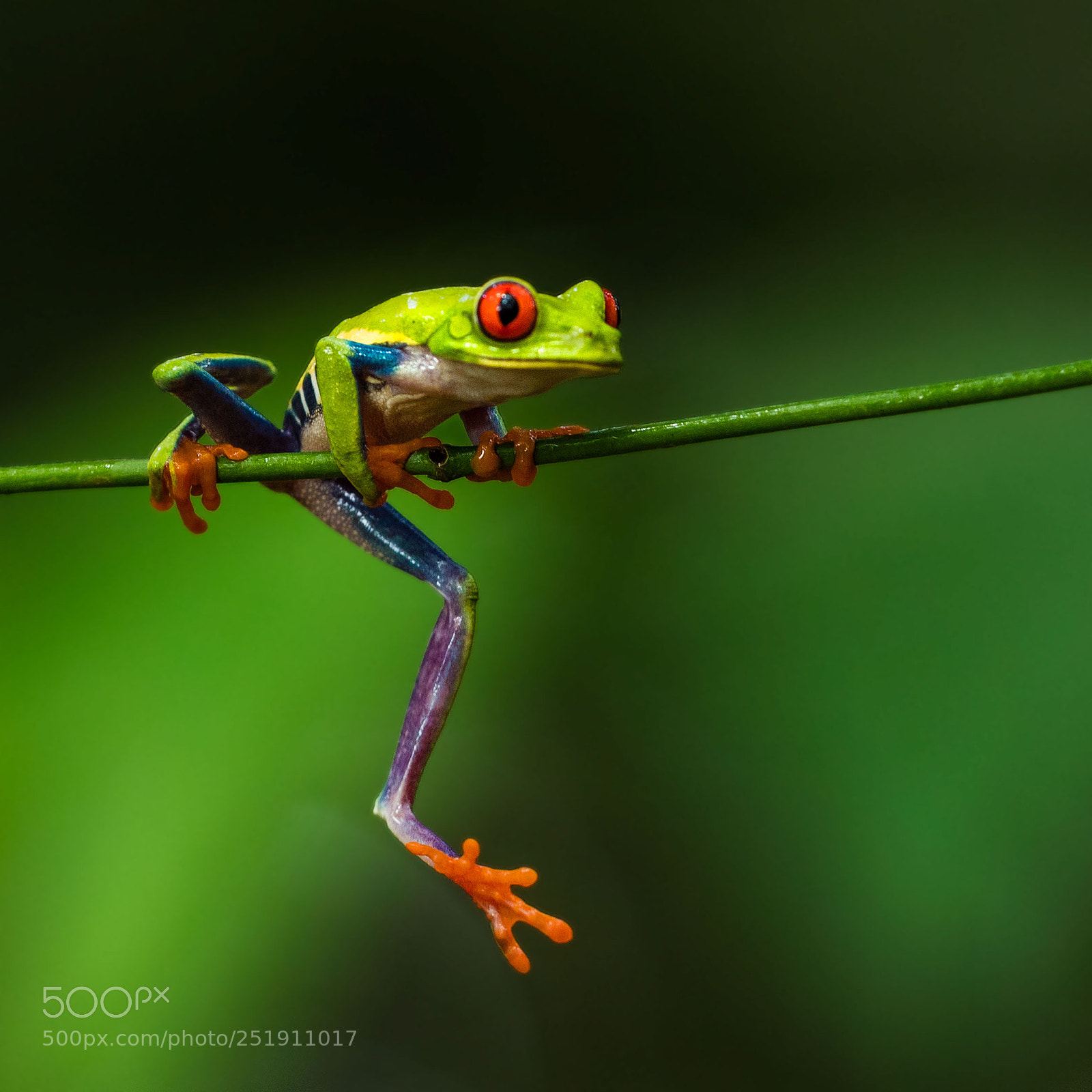 Canon EOS-1D X Mark II sample photo. Bc3i8636-1.jpg photography