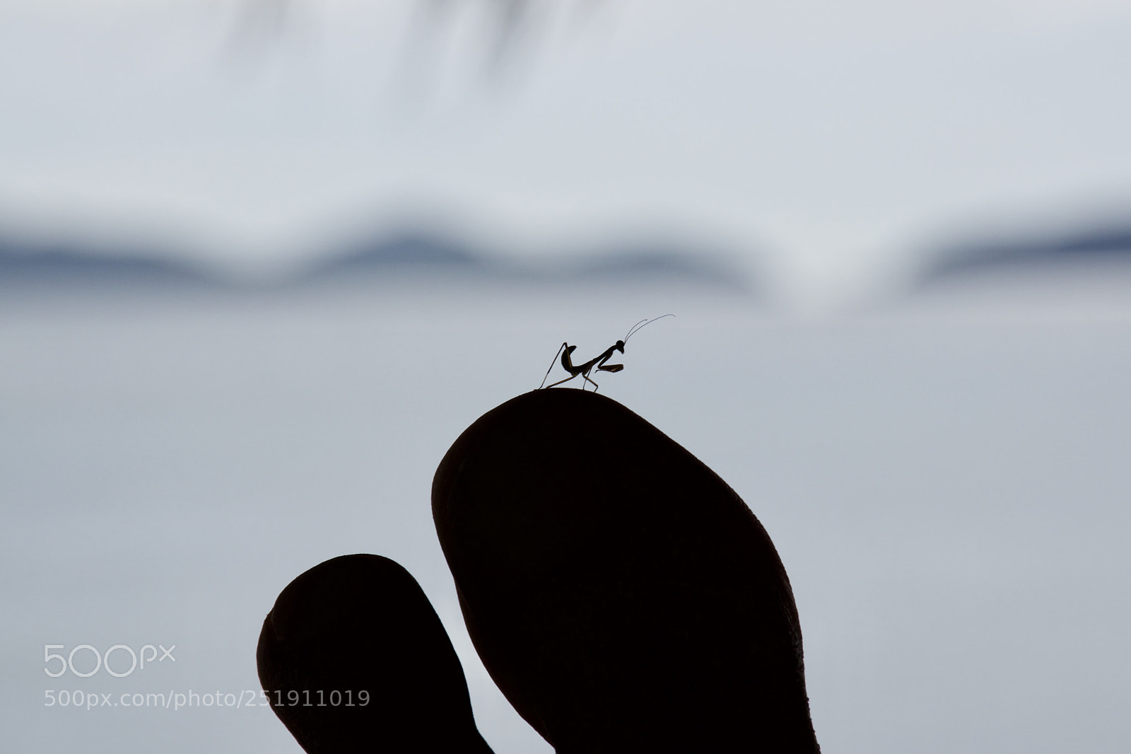 Nikon D5500 sample photo. Tiny praying mantis photography