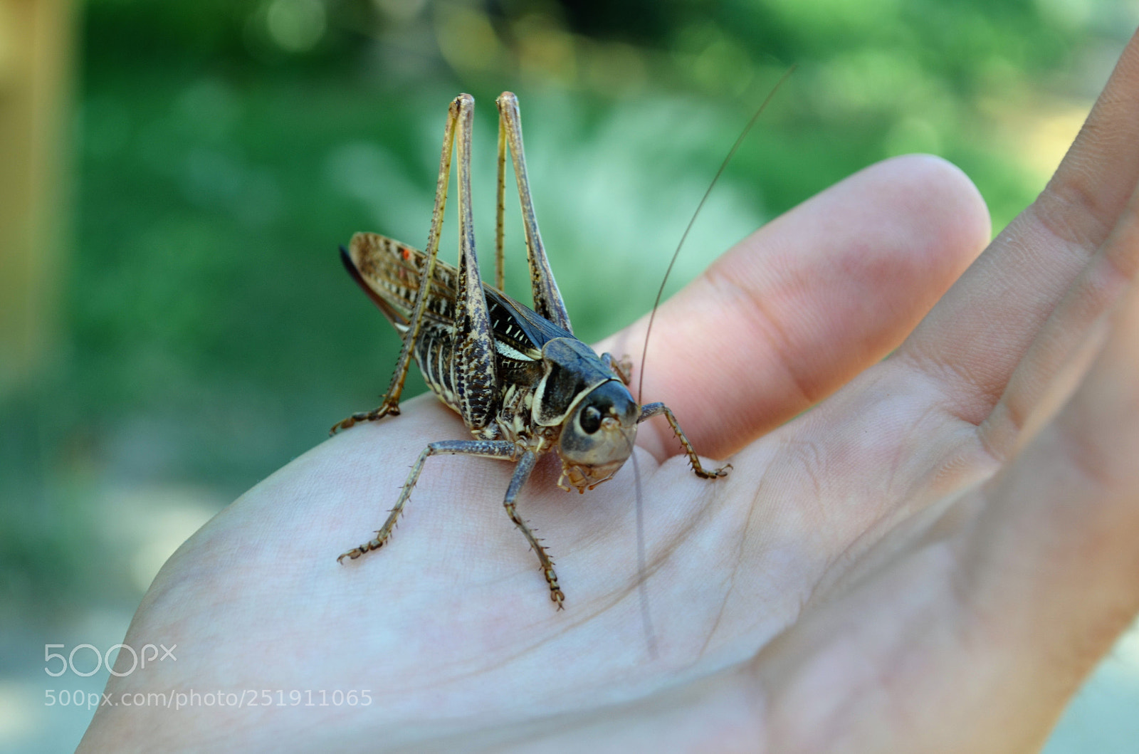 Nikon D5100 sample photo. Grasshopper photography
