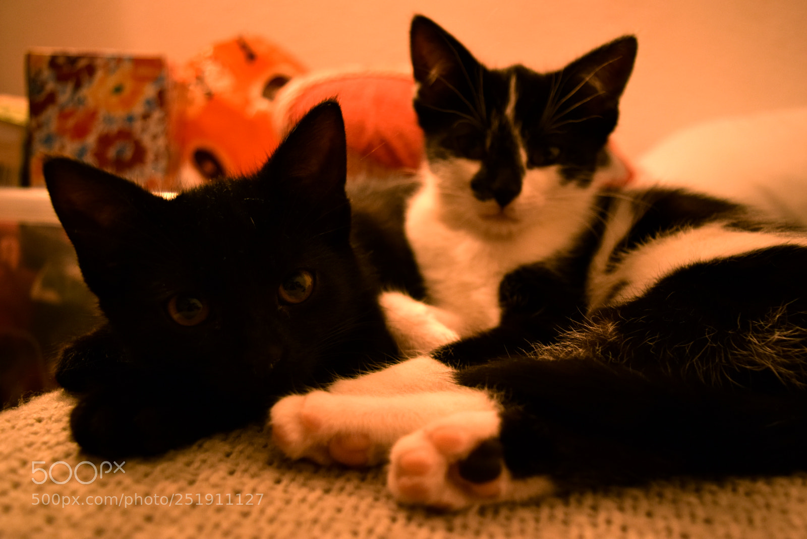 Nikon D3300 sample photo. Watching photography