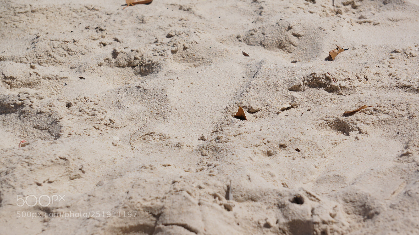 Sony Alpha NEX-5R sample photo. Sand photography