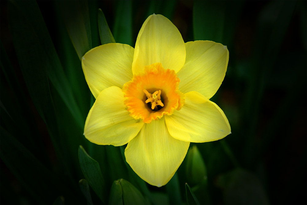 Fujifilm FinePix S2 Pro sample photo. Daffodil time photography