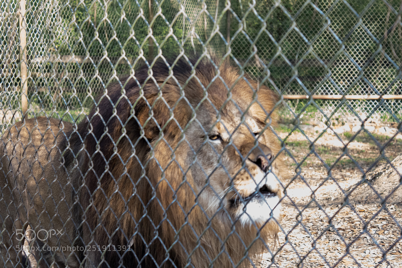 Canon EOS 1300D (EOS Rebel T6 / EOS Kiss X80) sample photo. Lion in cage photography