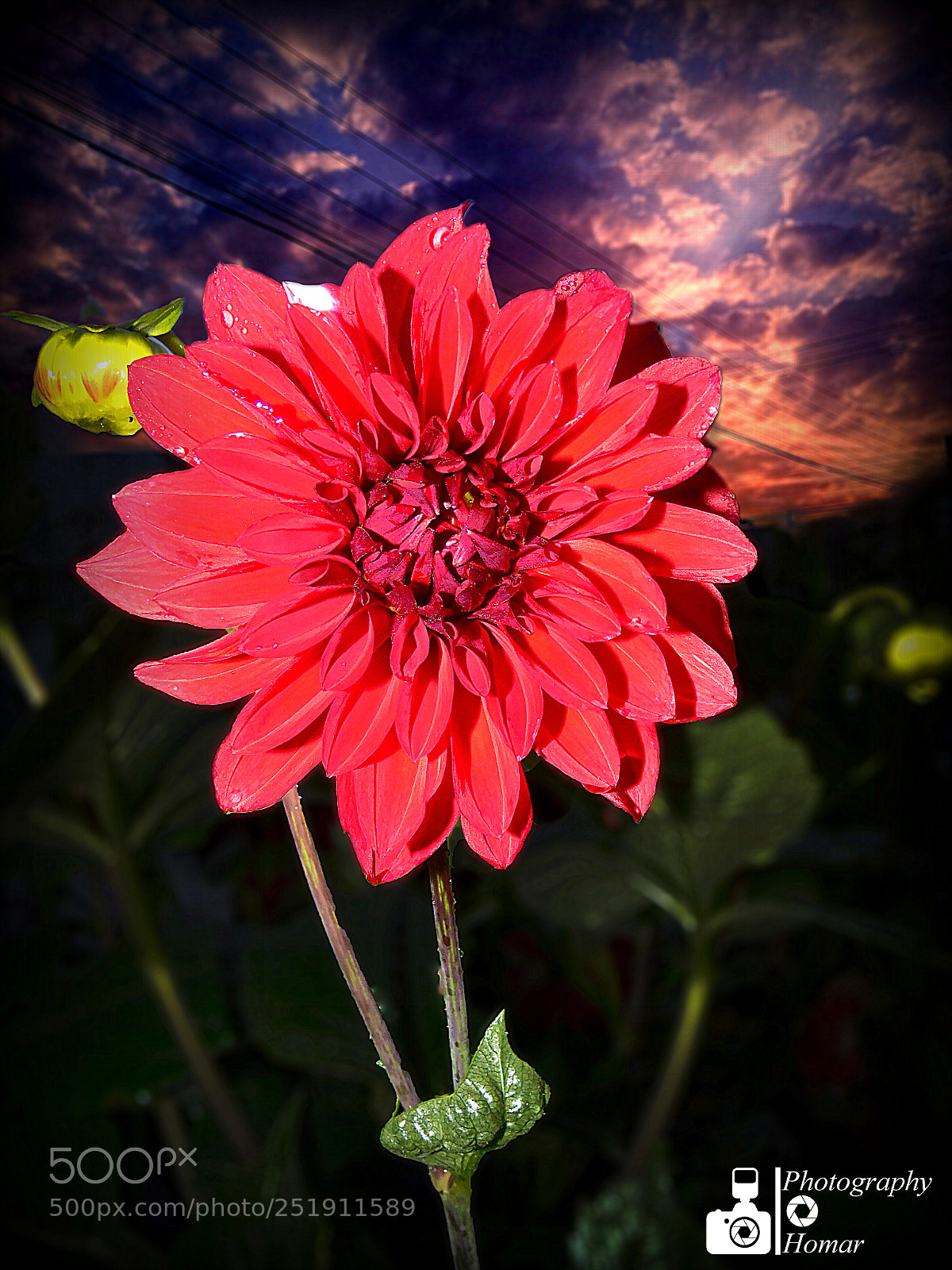 Sony Cyber-shot DSC-H400 sample photo. Flower in the dark photography