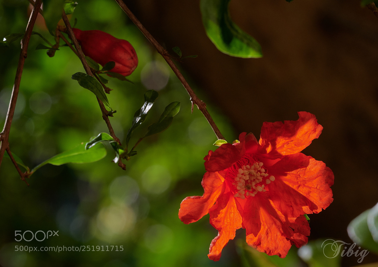 Nikon D500 sample photo. On fire photography