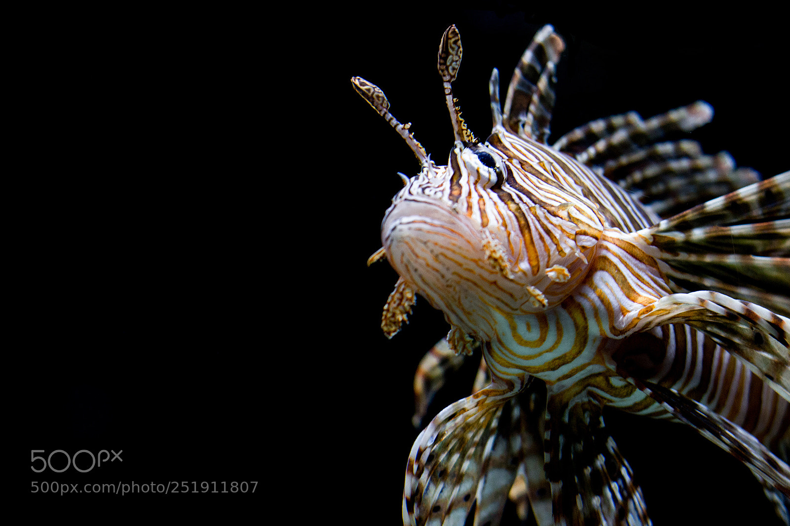 Canon EOS 600D (Rebel EOS T3i / EOS Kiss X5) sample photo. Lionfish in the abyss photography